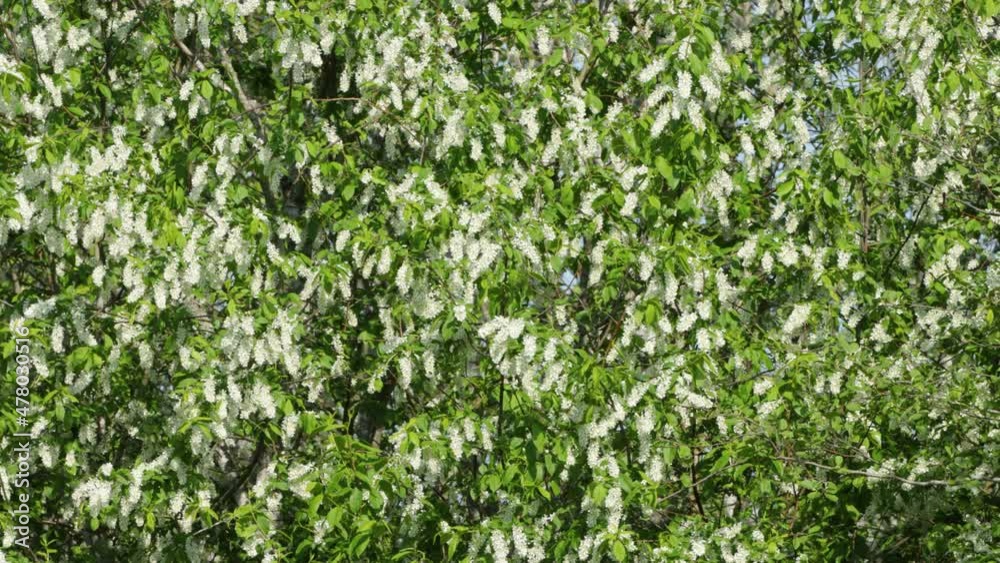 Bird cherry tree, Prunus padus blooming during a beautiful spring morning in Estonia. Bird cherry tree, Prunus padus blooming during a beautiful spring morning in Estonia.