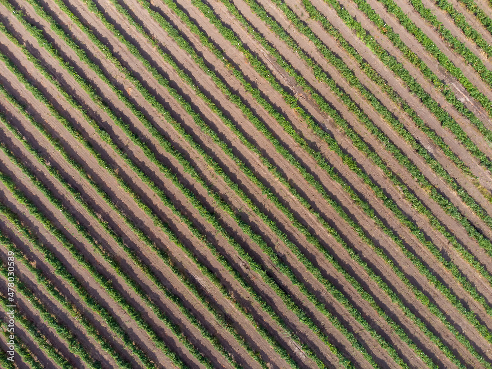 Rows of vineyards view from a height. Vitis nature background. Rows of vineyards view from a height. Vitis nature background.