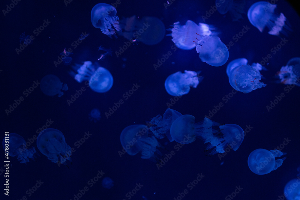 jellyfish in blue water jellyfish in blue water