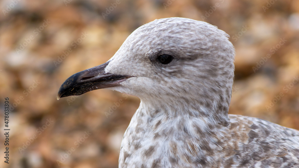 Saegull up Close Saegull up Close