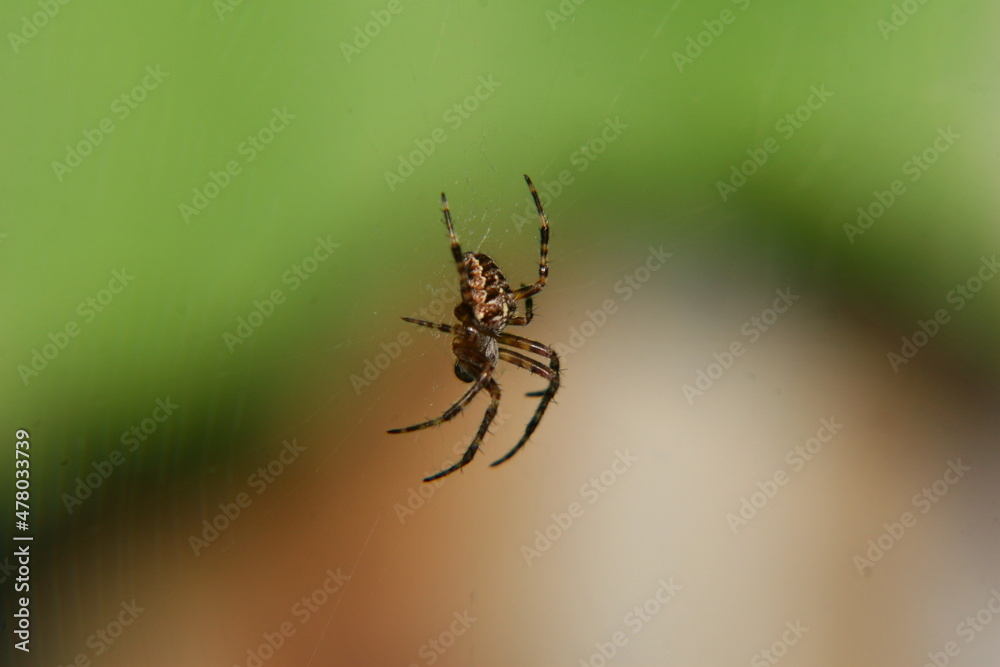 Spider