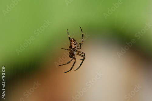 Obraz na płótnie Spider w salonie