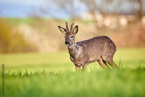 Roe deer buck close-up ( Capreolus capreolus ). European roe
