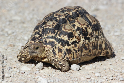 Leopard Tortoise in the Kgalagadi