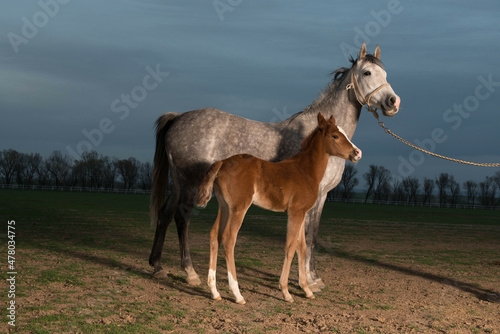 arab mare and foal © halitomercamci