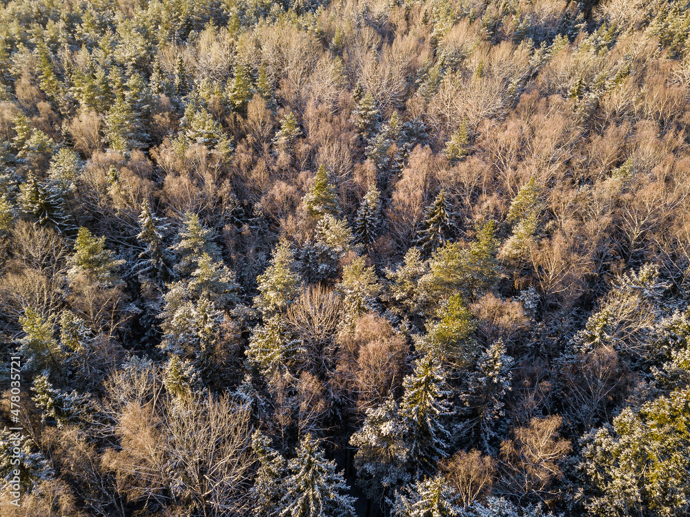 Aerial view of forest in Riezupe river nature park in winter day, Latvia