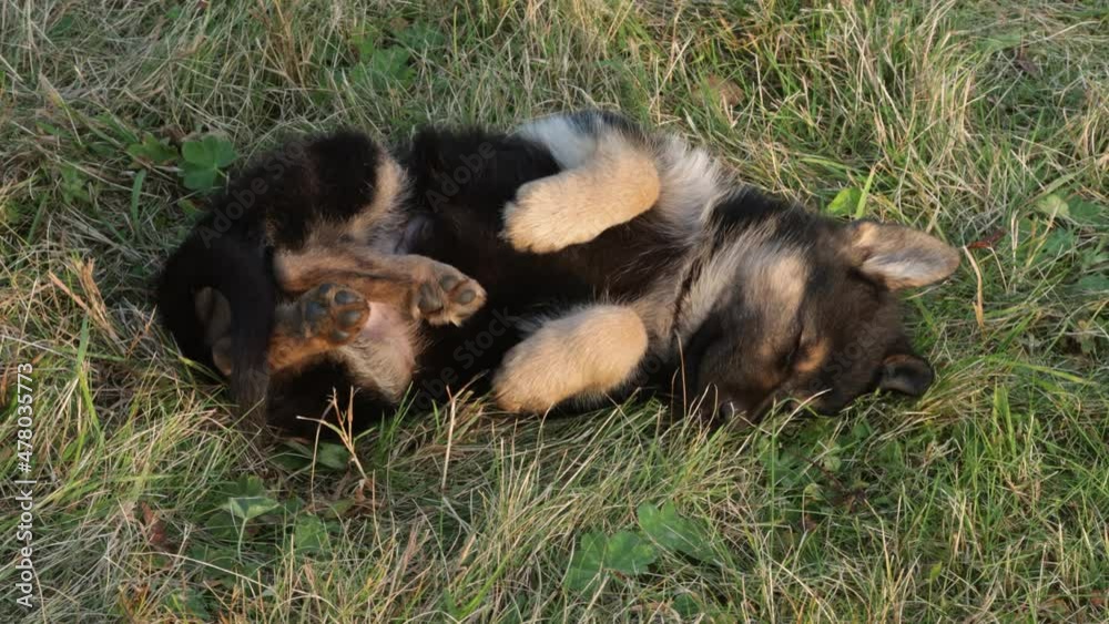 Adorable small puppy laying on its back on autumn evening and sleeping in Europe. Adorable small puppy laying on its back on autumn evening and sleeping in Europe.