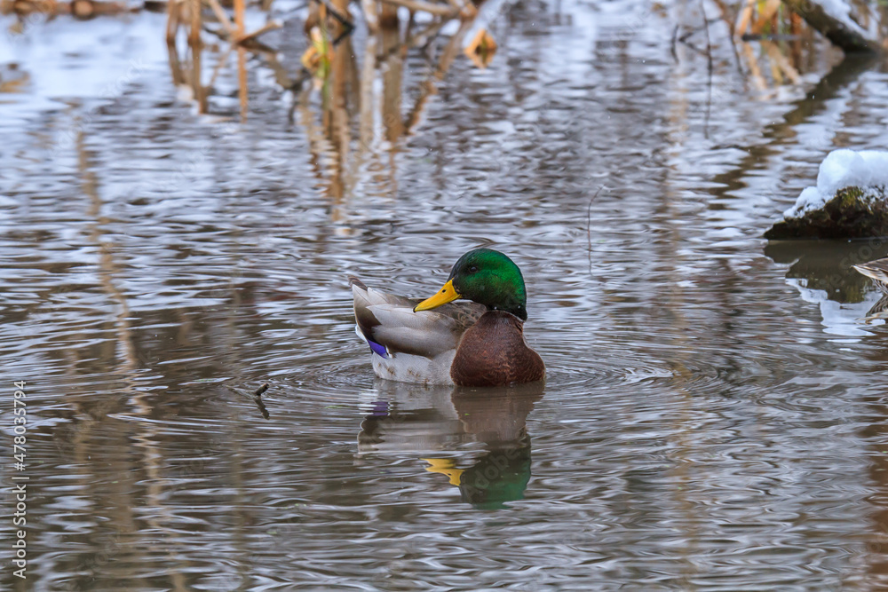 Obraz premium Male mallard swimming on a small pond in winter. 
