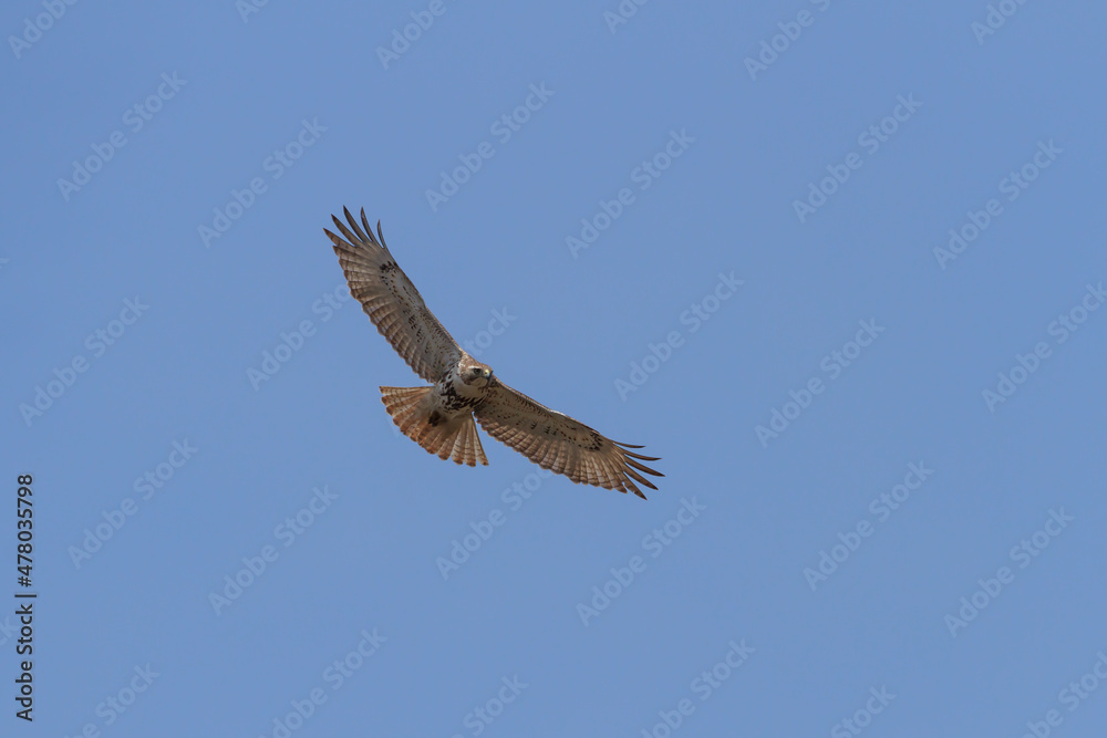 Fototapeta premium Red-tailed Hawk in flight against a clear blue sky