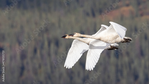 Canvas Print Trumpeter Swan Pair Practicing for Migration South