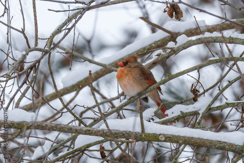 Female northern cardinal hiding in a thicket during a snowsquall 