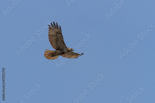 Red-tailed Hawk in flight against a clear blue sky