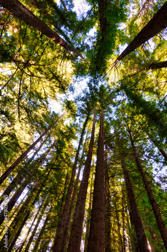 giant sequoia trees in redwoods california © oliver de la haye
