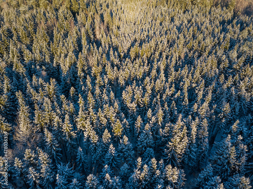 Aerial view of forest in Riezupe river nature park in winter day, Latvia photo