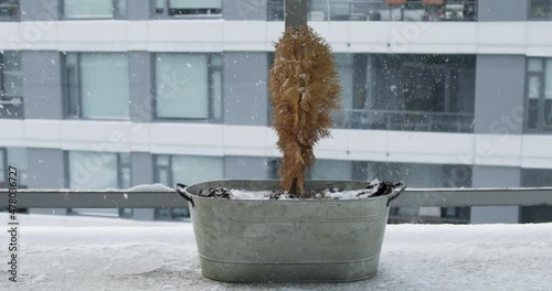 4K stock footage of the snow falling on top of the small orange tree. Slow-motion video photo