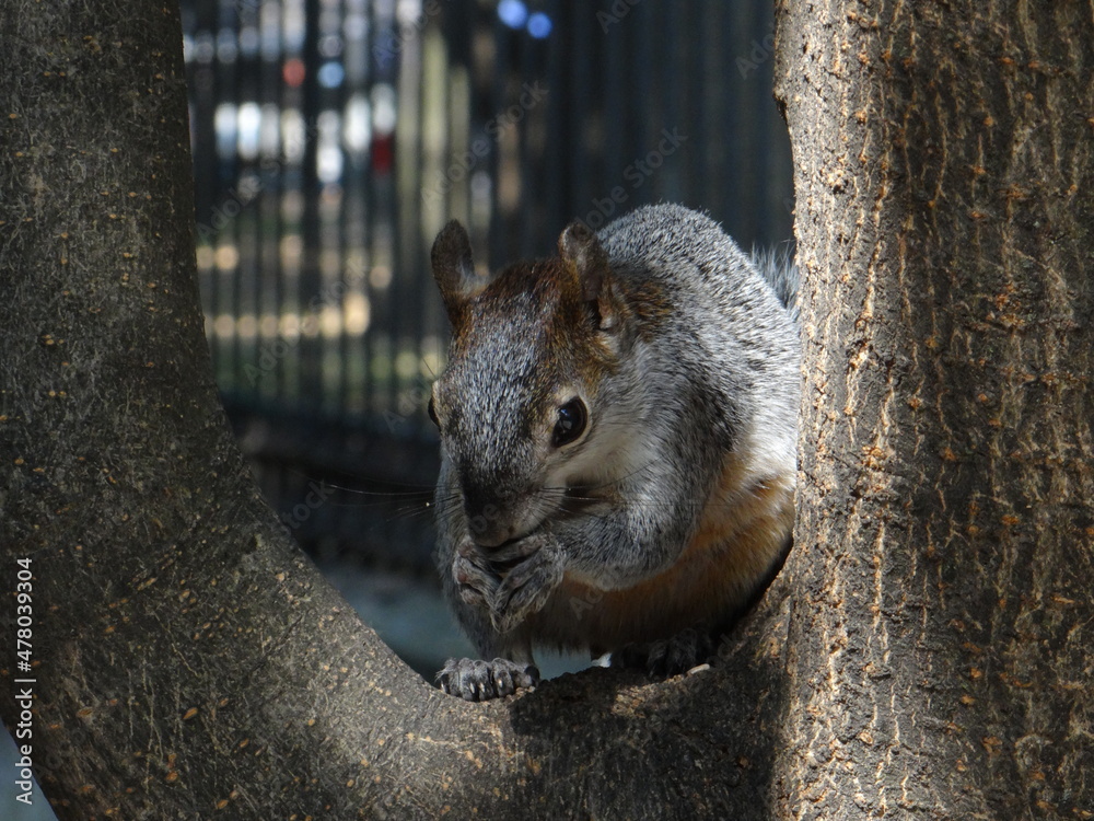 Squirrel eating Stock Photo | Adobe Stock