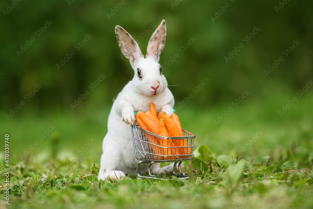 Mini rex rabbit with a shopping cart full of carrots in summer