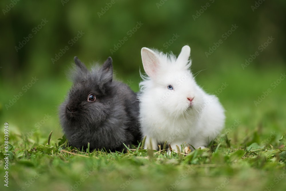 Two little rabbits sitting together in summer Two little rabbits sitting together in summer