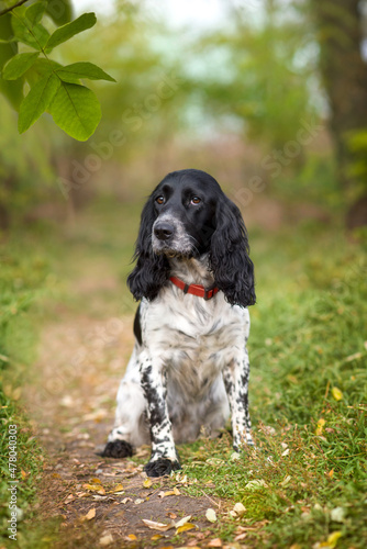 A beautiful dog of the Russian Spaniel breed sits in the park. The animal looks at the owner. Selective focus.