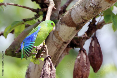 male Blue-winged Parrotlet (Forpus xanthopterygius) showing blue wing detail photo