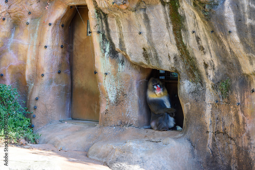 動物園の岩の穴からこちらを見る一匹のマンドリル photo