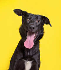 studio shot of a cute dog on an isolated background