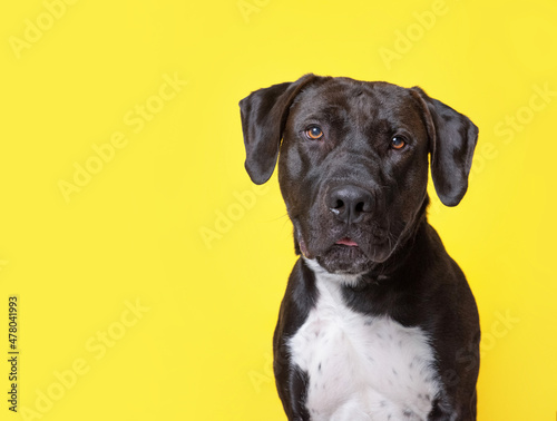 studio shot of a cute dog on an isolated background