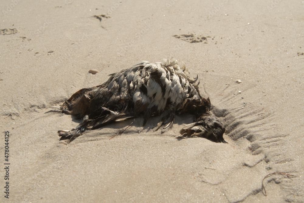 Obraz premium Dead duck on the beach