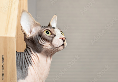 Obraz na plátně Sphynx cat side profile
