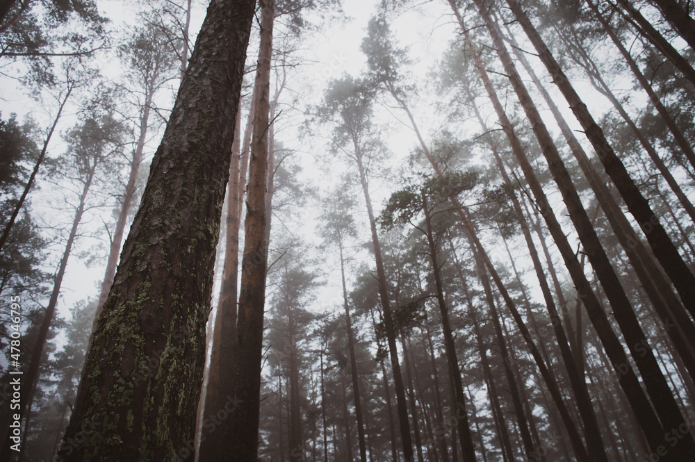 Fototapeta premium Foggy pine tree forest in winter