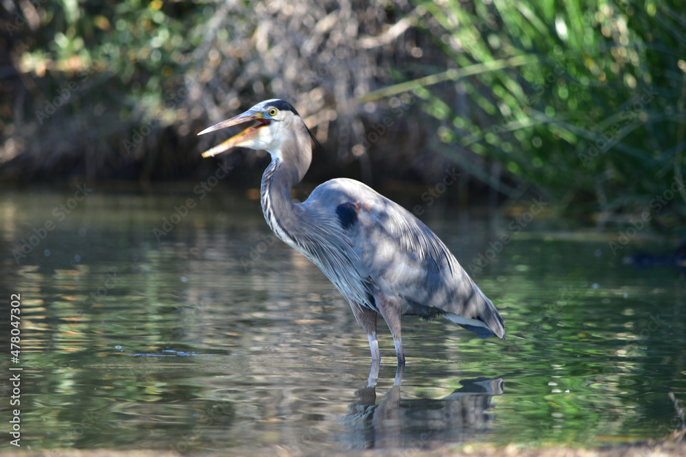 Heron Swallows Breakfast