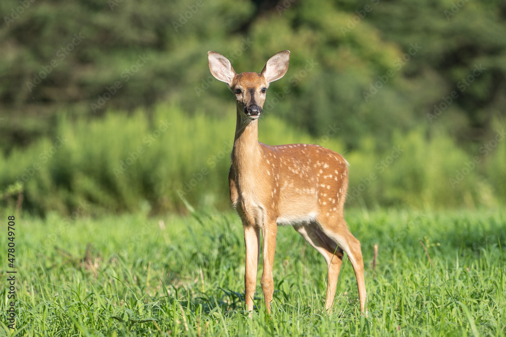 White-Tailed Deer Fawn, Close-Up White-Tailed Deer Fawn, Close-Up