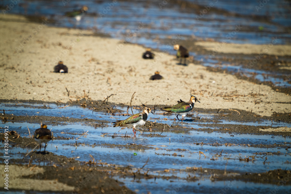 Northern Lapwing(shorebird), black and white overall, back shows green gloss. Northern Lapwing(shorebird), black and white overall, back shows green gloss.