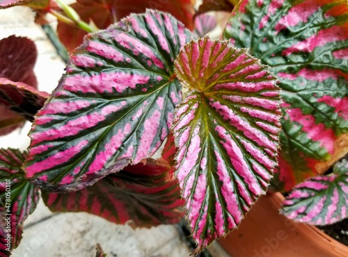 Closeup of the beautiful leaves of Begonia Brevirimosa photo