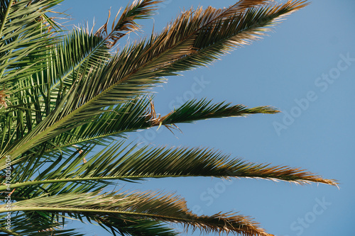 Green palm foliage on a blue background. Macro