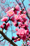 With the blue sky in the background, the red plum blossoms that have begun to bloom herald the arrival of spring.