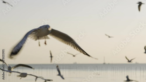 Flock of seagulls flying around at harbour in sunset time. Warm feeling at Bangpu. Thailand. Slow Motion. photo