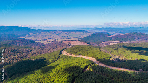 Berringama Tree Plantation at Lawrence Lookout Shelley Victoria Australia photo