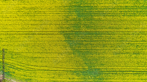 Drone shot of Canola Fields Quairading Western Australia
