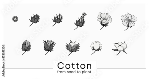 Vector set hand draw cotton plant. Botanical illustrations.