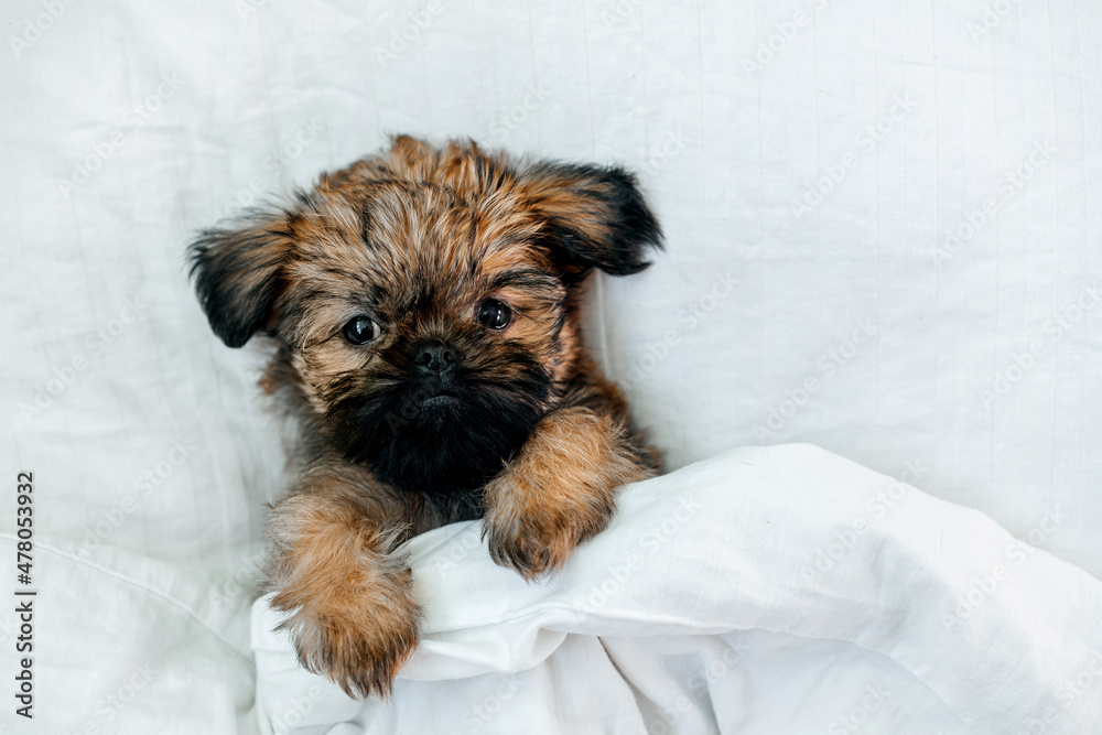 a sleeping newborn Brussels Griffon puppy of red color lies under a white blanket with closed eyes. High quality photo a sleeping newborn Brussels Griffon puppy of red color lies under a white blanket with closed eyes. High quality photo