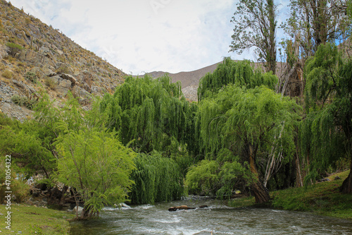 Graceful Willows Along the Banks of the Limarí River photo