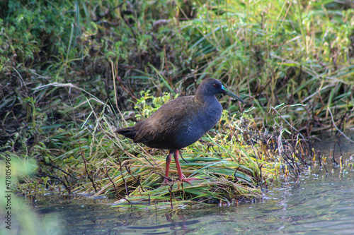 Rare Sight of a Landbeck's Rail (Pardirallus sanguinolentus landbecki) photo