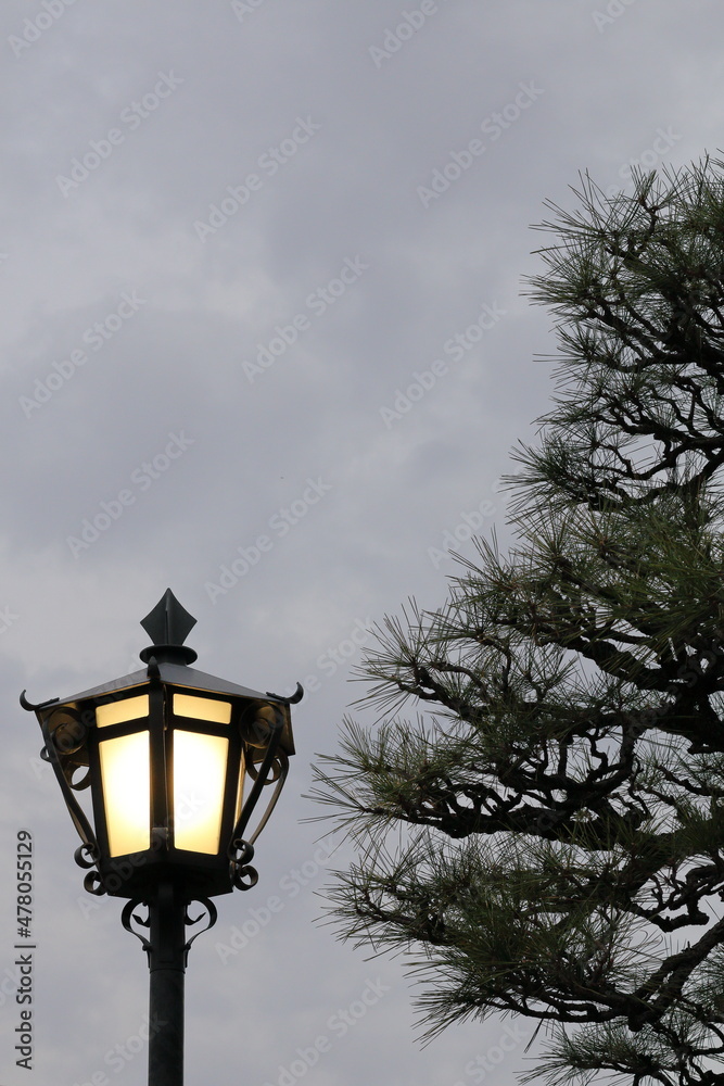 美観地区の街灯と松の木