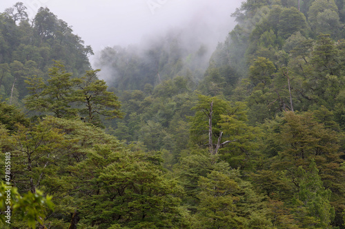 Mystical Rainforest of Southern Chile photo