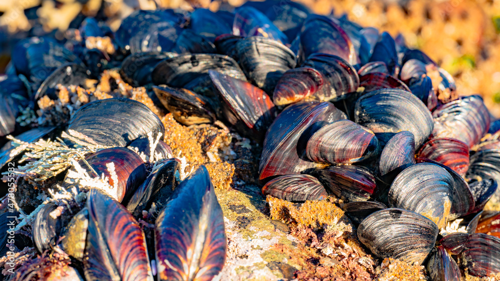 mussels