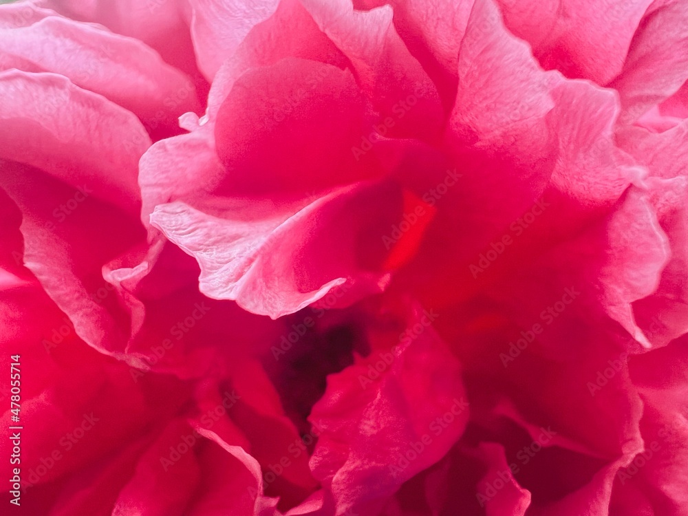 Close up pink rose petals reflecting sunlight, Valentine’s Day symbol 
