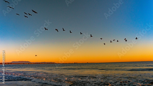 birds in flight © Eleuterio