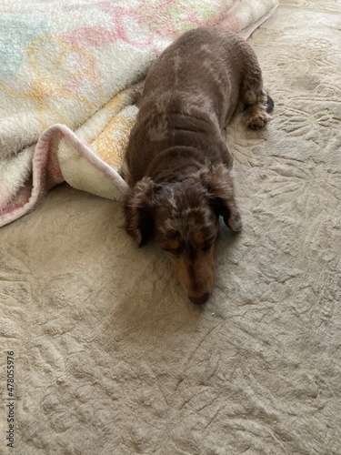 伏せ　カニンヘンダックス