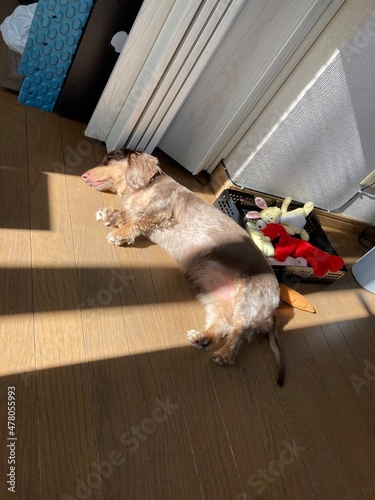 日向ぼっこ　カニンヘンダックス